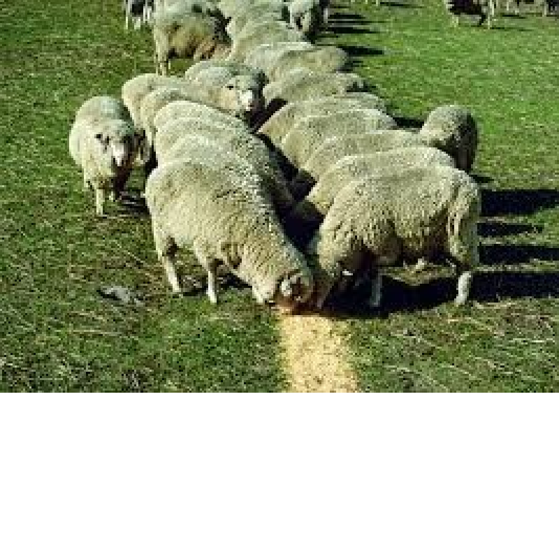 Sheep Feed