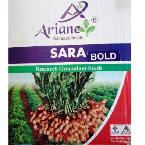 Sara Bold Groundnut